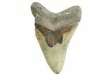 Fossil Megalodon Tooth - North Carolina #367917-2